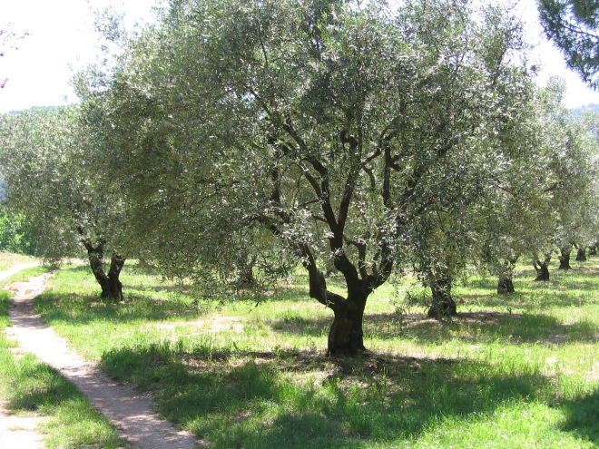 Olive Tree Grove in Fayence, France